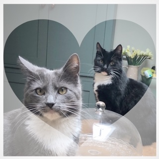 Hector and Dolly the cats