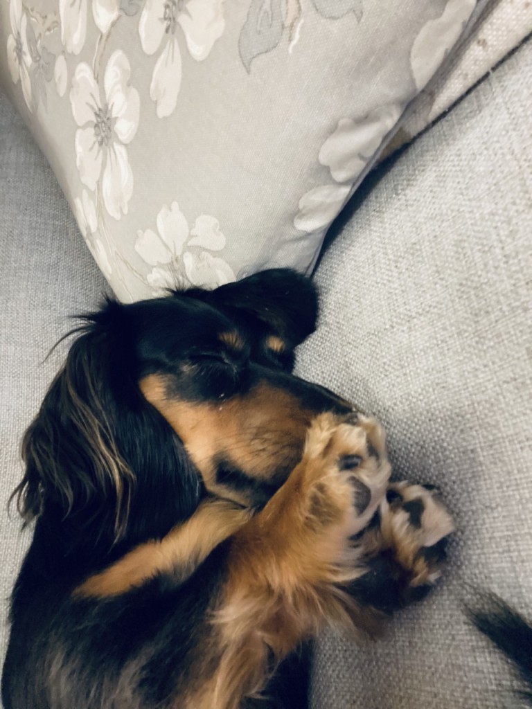 Picture of maree's dog